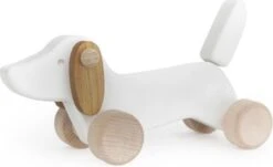 Bajo Dachshund Puppy Wit