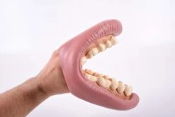 TickiT 03083 Riesiges Zahn-Vorführmodell -Trixie Verkäufe tickit 03083 riesiges zahn vorfuehrmodell 3